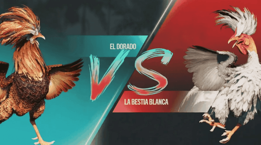 55c Jogos de Apostas Online